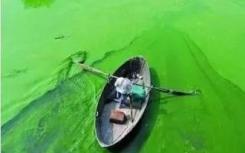 蓝藻毒素保护小湖泊居民免受寄生虫的侵害