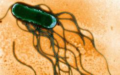 基因表达研究揭示了非洲沙门氏菌的新亮点