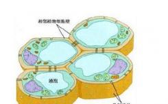植物如何调节细胞壁中的糖沉积
