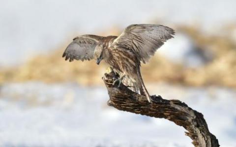 基因组研究发现 Haida Gwaii的北方苍鹰是高度分明且风险高的