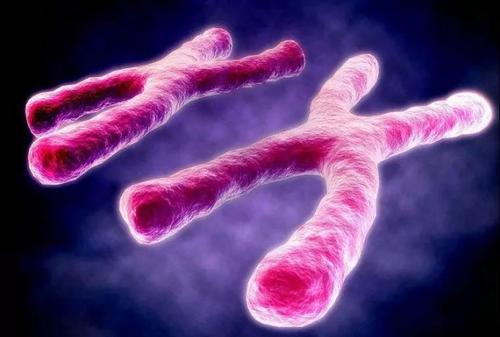 染色体是由堆叠层形成的