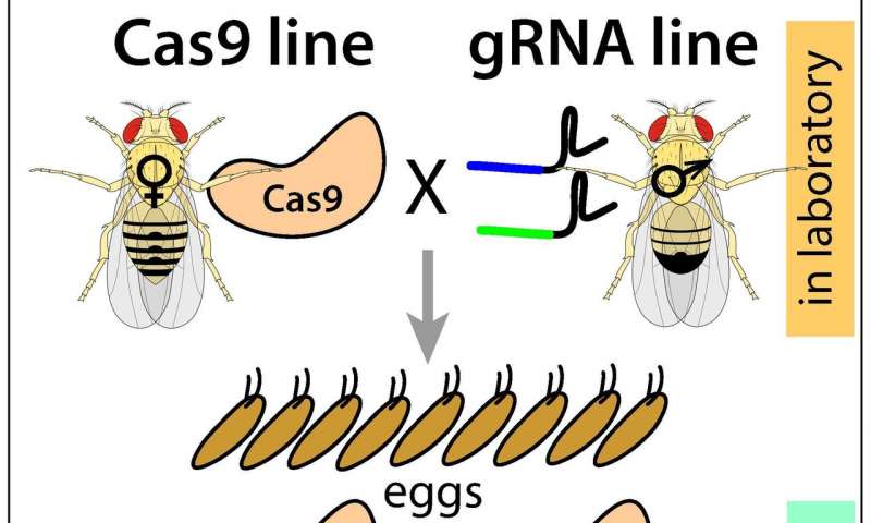 开发了基于CRISPR的新技术 通过精确制导遗传学控制害虫