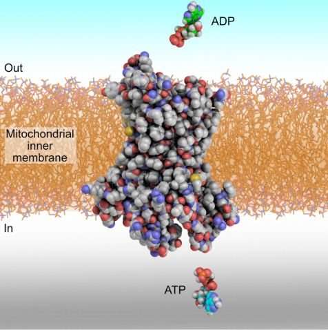 载体蛋白如何将ADP和ATP转运进线粒体