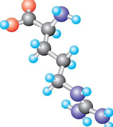 人体必需氨基酸 蛋氨酸 控制细胞生长计划