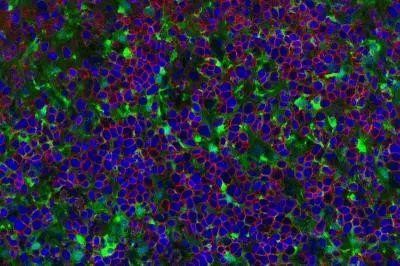 科学家们在细胞内开辟了生物制剂的新世界