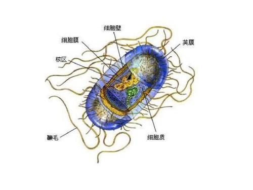 微生物的香气可以使作物免于干旱