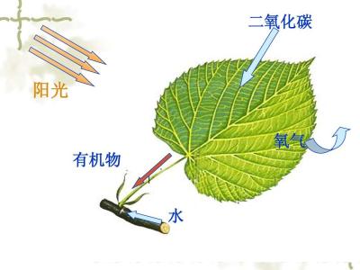 科学家设计了光合作用小故障的捷径 将作物生长提高了40％