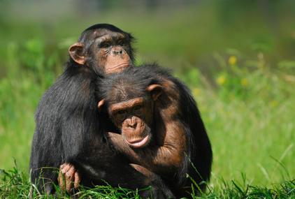 历史基因组揭示了东部大猩猩遗传健康的最新变化