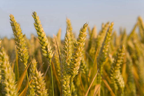 欧洲小麦缺乏气候适应力