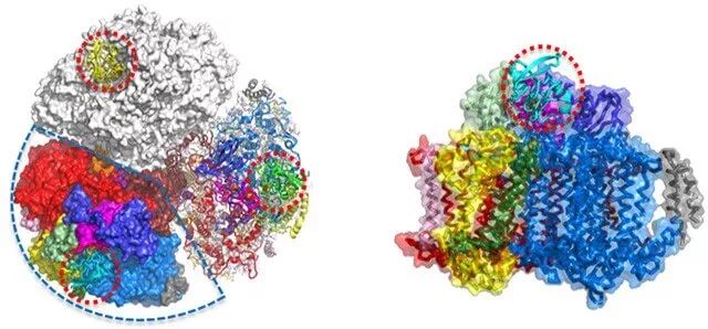 光合作用蛋白的结构和功能详细解释