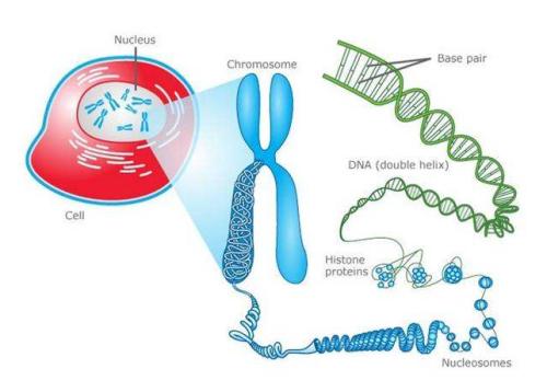 逐个细胞DNA科学是2018年的突破