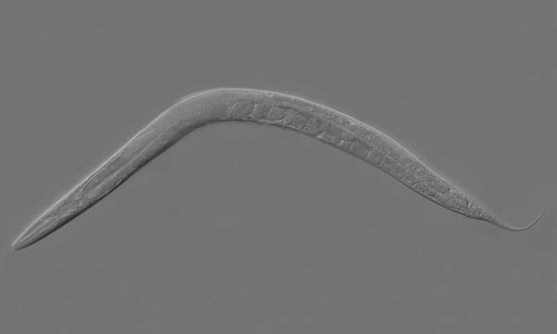 肠道连接表示蠕虫在进食时会改变行为