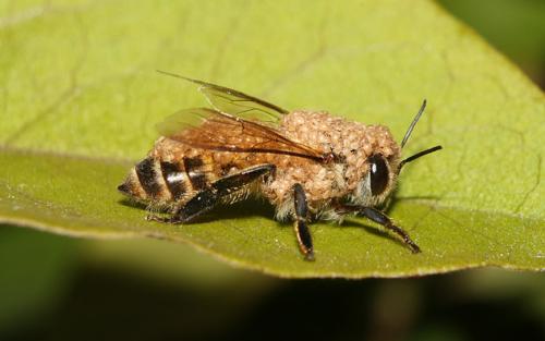 基因组发表了小蜂巢甲虫 一种主要的蜜蜂寄生虫