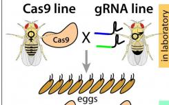 开发了基于CRISPR的新技术 通过精确制导遗传学控制害虫