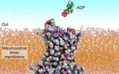 载体蛋白如何将ADP和ATP转运进线粒体