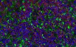 科学家们在细胞内开辟了生物制剂的新世界