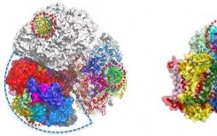 光合作用蛋白的结构和功能详细解释