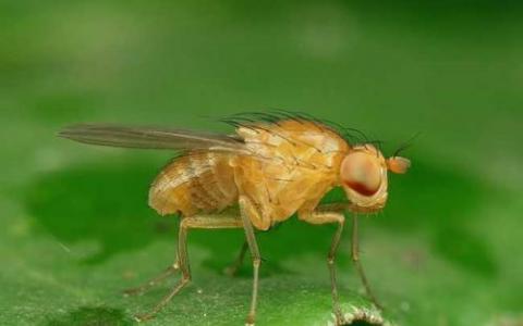 果蝇有助于揭示新陈代谢的演变