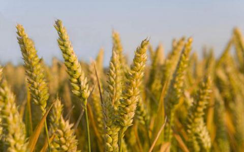 欧洲小麦缺乏气候适应力