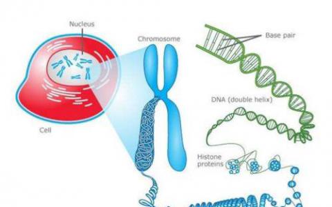 逐个细胞DNA科学是2018年的突破