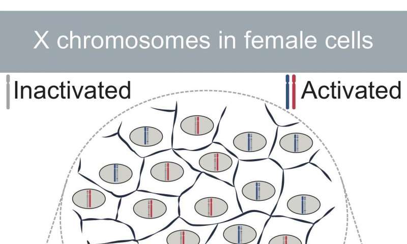 X染色体遗传学如何成为平等主义者