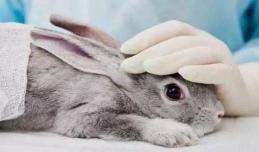 兔子基因有助于室内植物解毒室内空气