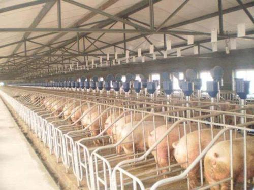 研究使养猪业更接近广泛的病毒保护