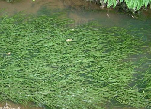 该基因有助于沉水植物