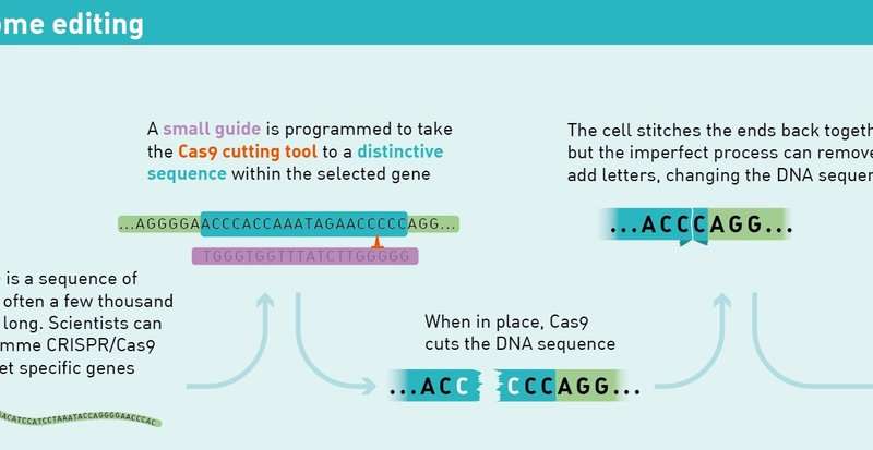 科学家破解了CRISPR代码 用于精确的人类基因组编辑