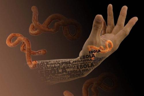 在人体细胞中发现的抗埃博拉蛋白