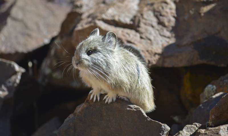 研究人员发现它存在于基因中 气候变化可能对鼠兔产生了希望