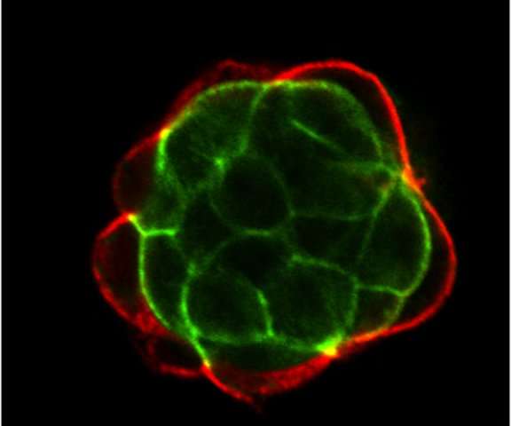 干细胞来源指向两种蛋白质