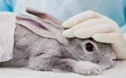 兔子基因有助于室内植物解毒室内空气