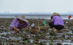 牡蛎水产养殖限制了野生牡蛎种群的疾病