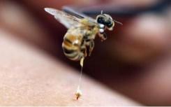 科学家制造蜜蜂疫苗来对抗昆虫天启