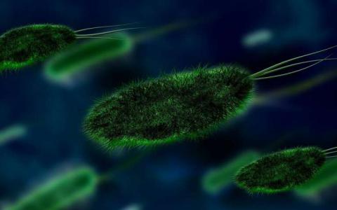 病原体困境细菌如何将自己推出一个紧密的地方