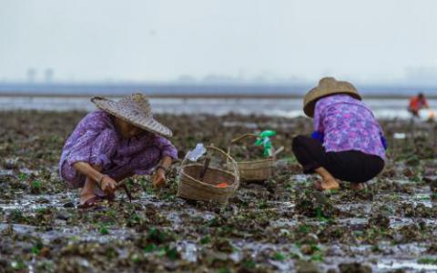 牡蛎水产养殖限制了野生牡蛎种群的疾病