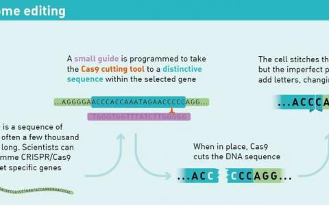科学家破解了CRISPR代码 用于精确的人类基因组编辑