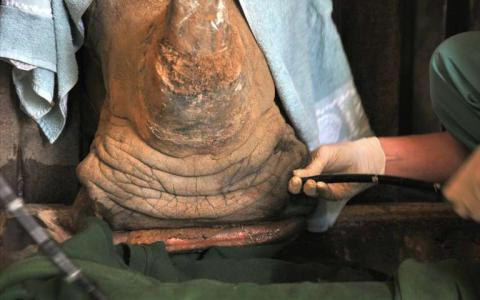 肺灌洗作为新的检测方法改善了犀牛的结核病诊断