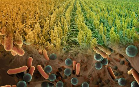 在干旱期间 细菌有助于高粱继续生长