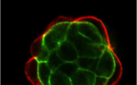 干细胞来源指向两种蛋白质