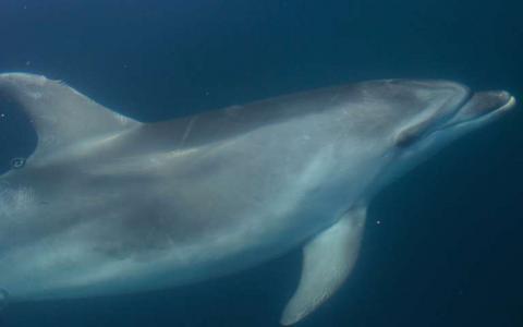禁用的毒素从欧洲海豚的母亲传到青年