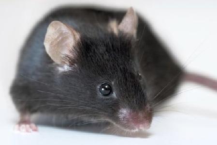 基因编辑让早衰小鼠寿命延长25%