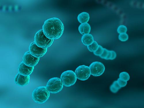 科学家们发现将链球菌感染转化为毁灭性疾病的触发因素