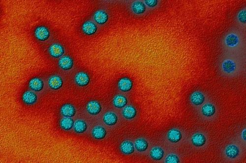 物理学家确定致命细菌用来抵御抗生素的简单机制