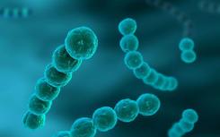科学家们发现将链球菌感染转化为毁灭性疾病的触发因素