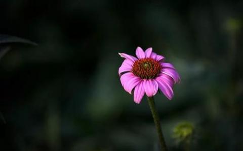 菊科紫锥花天然提取物