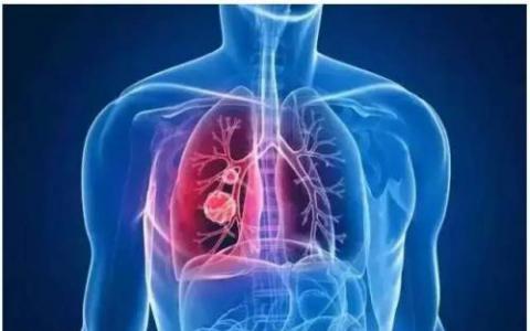 肺多能干细胞参与肺脏再生