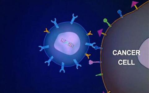 新方法可监控CAR T细胞