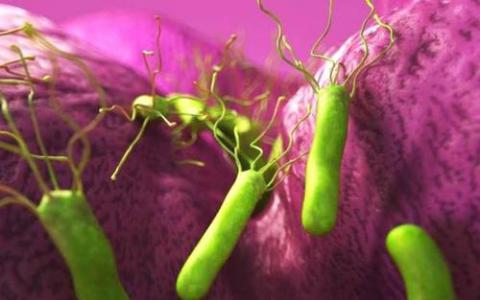 揭秘决定幽门螺杆菌的癌蛋白水平的基因因素